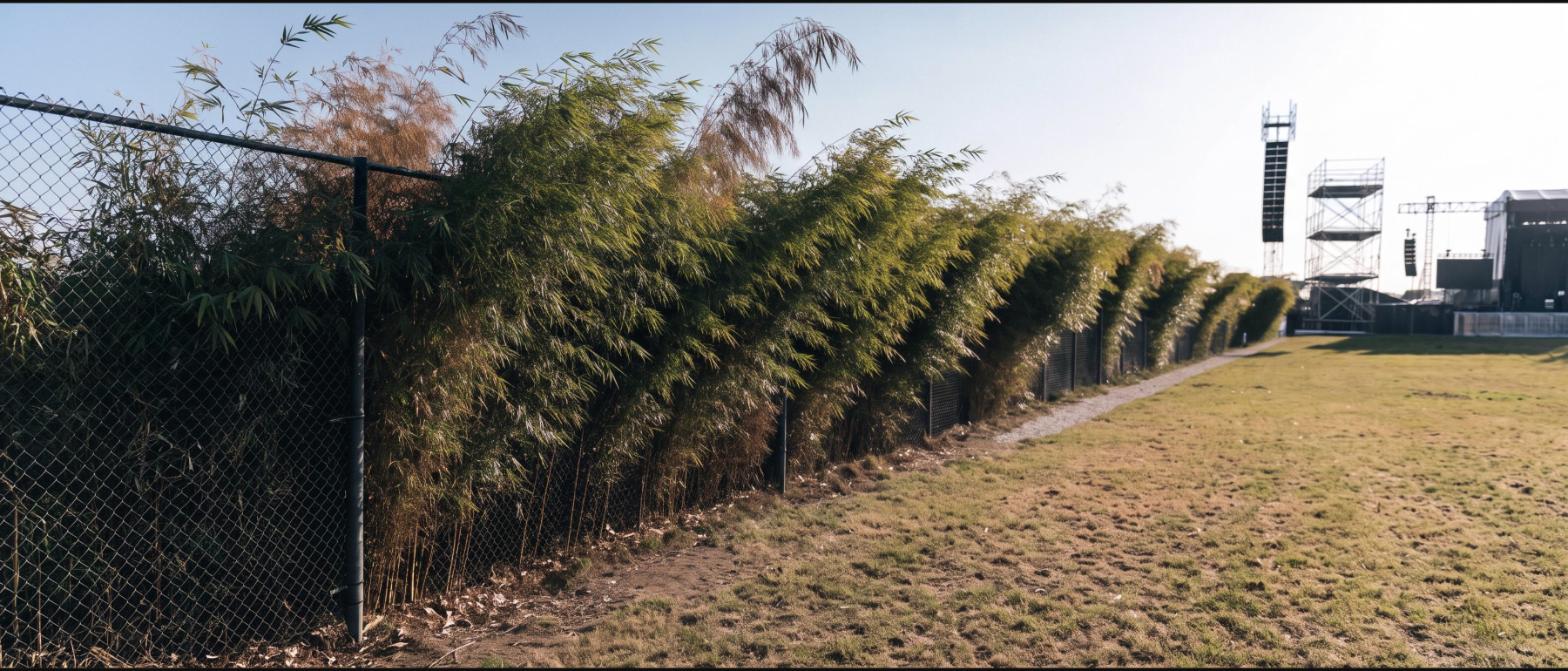 A long bamboo screen planted along a festival perimeter fence with stage scaffolding visible in the distance